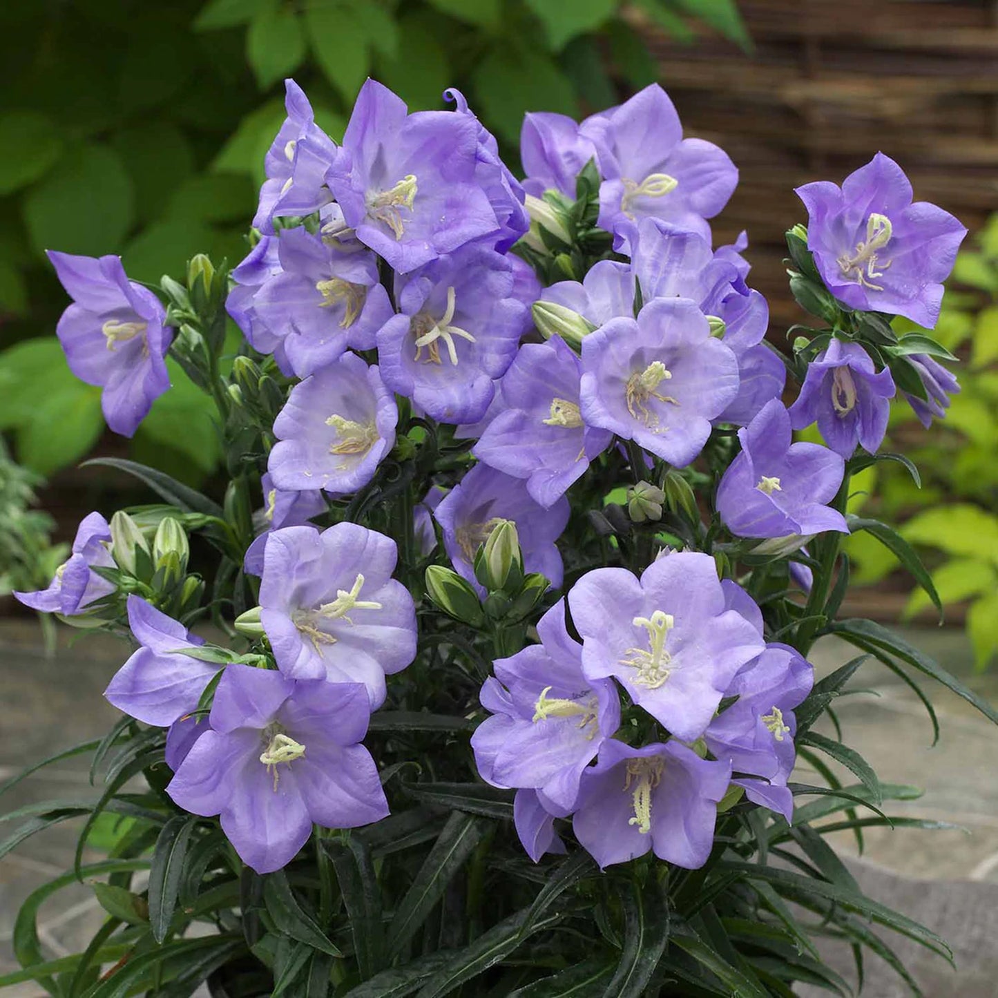 Campanula Takion Blue