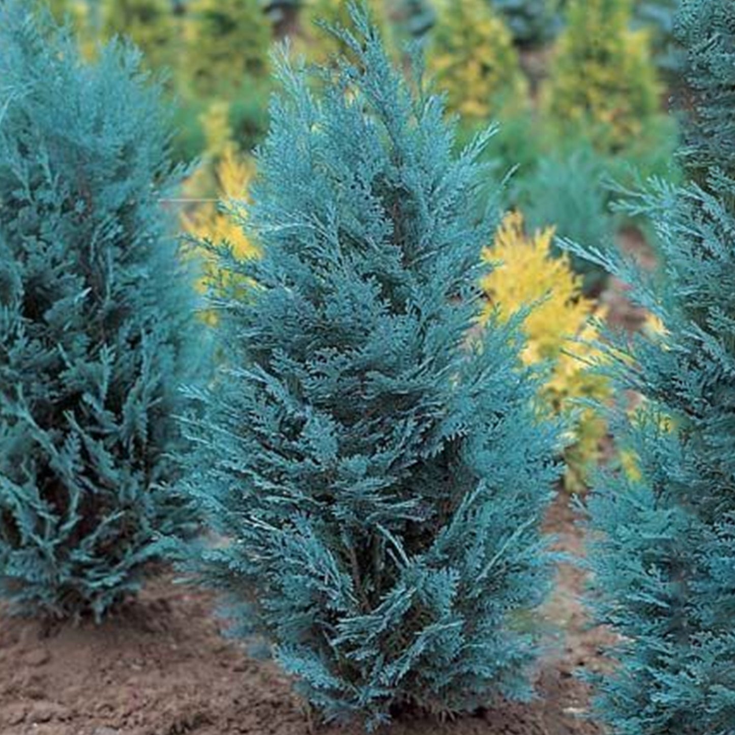 Chamaecyparis Van Pelts Blue