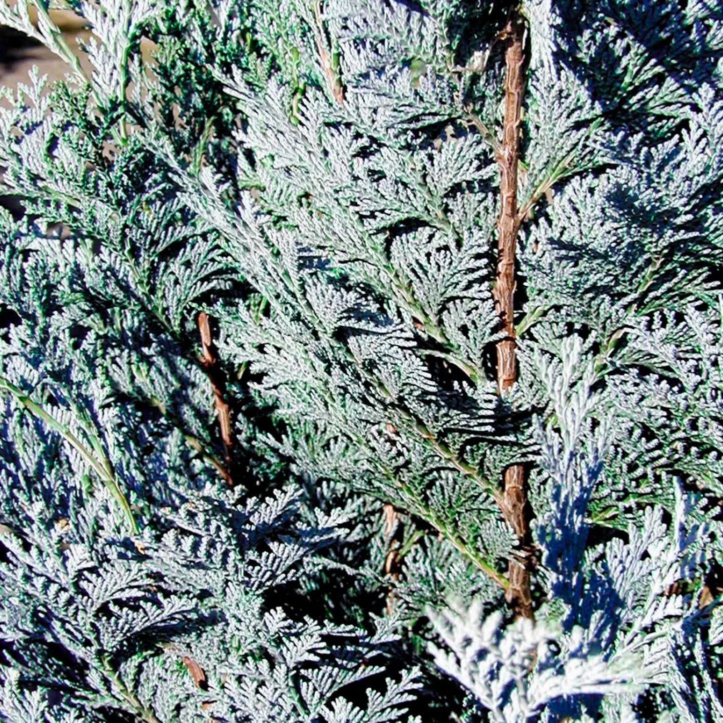 Chamaecyparis Van Pelts Blue