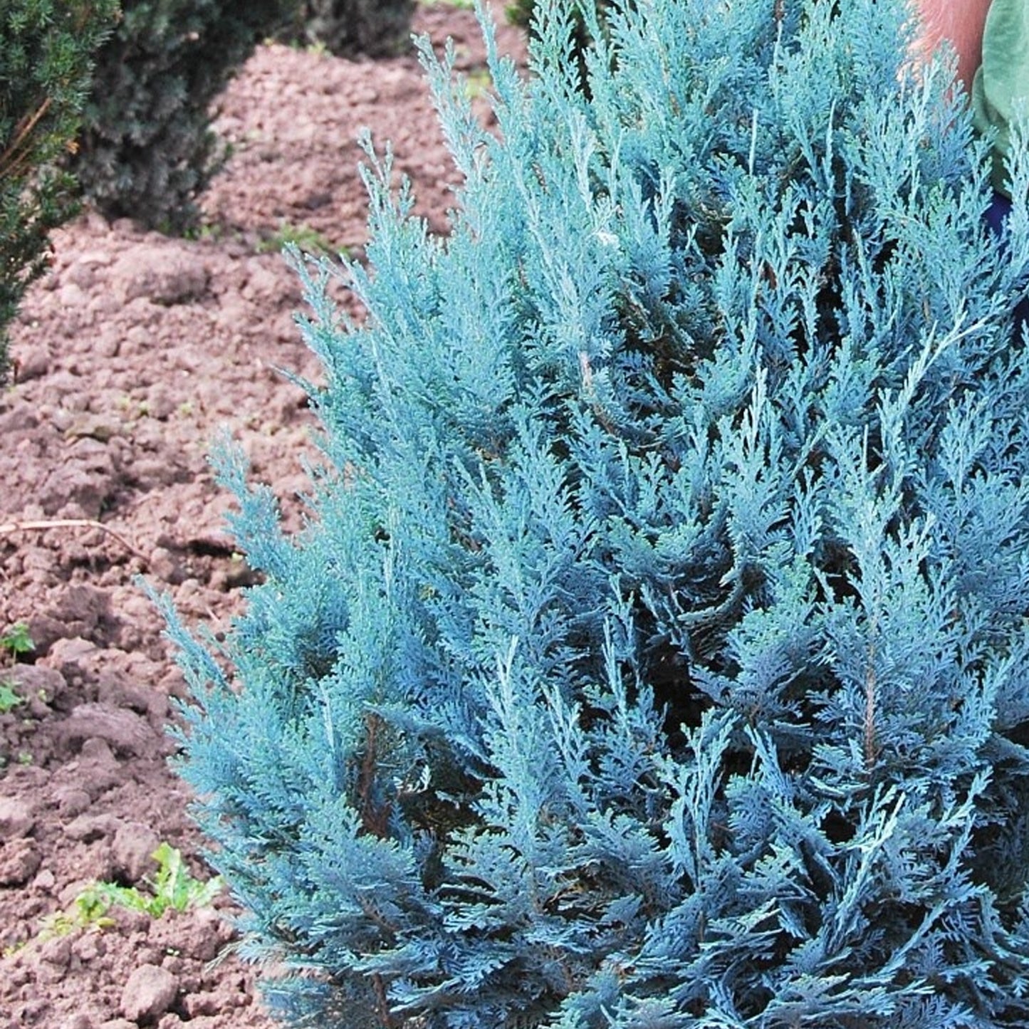 Chamaecyparis Van Pelts Blue