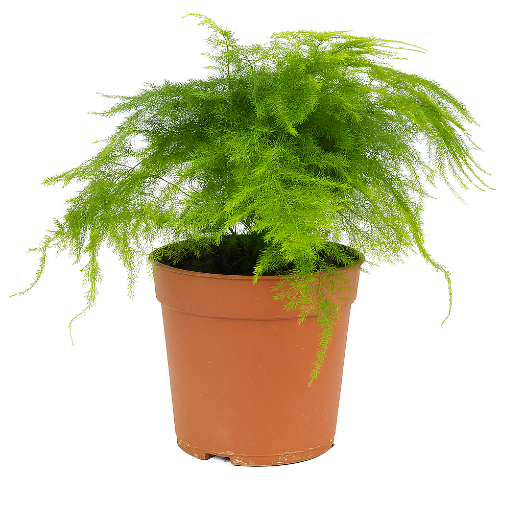 Asparagus Plumosus (12cm)