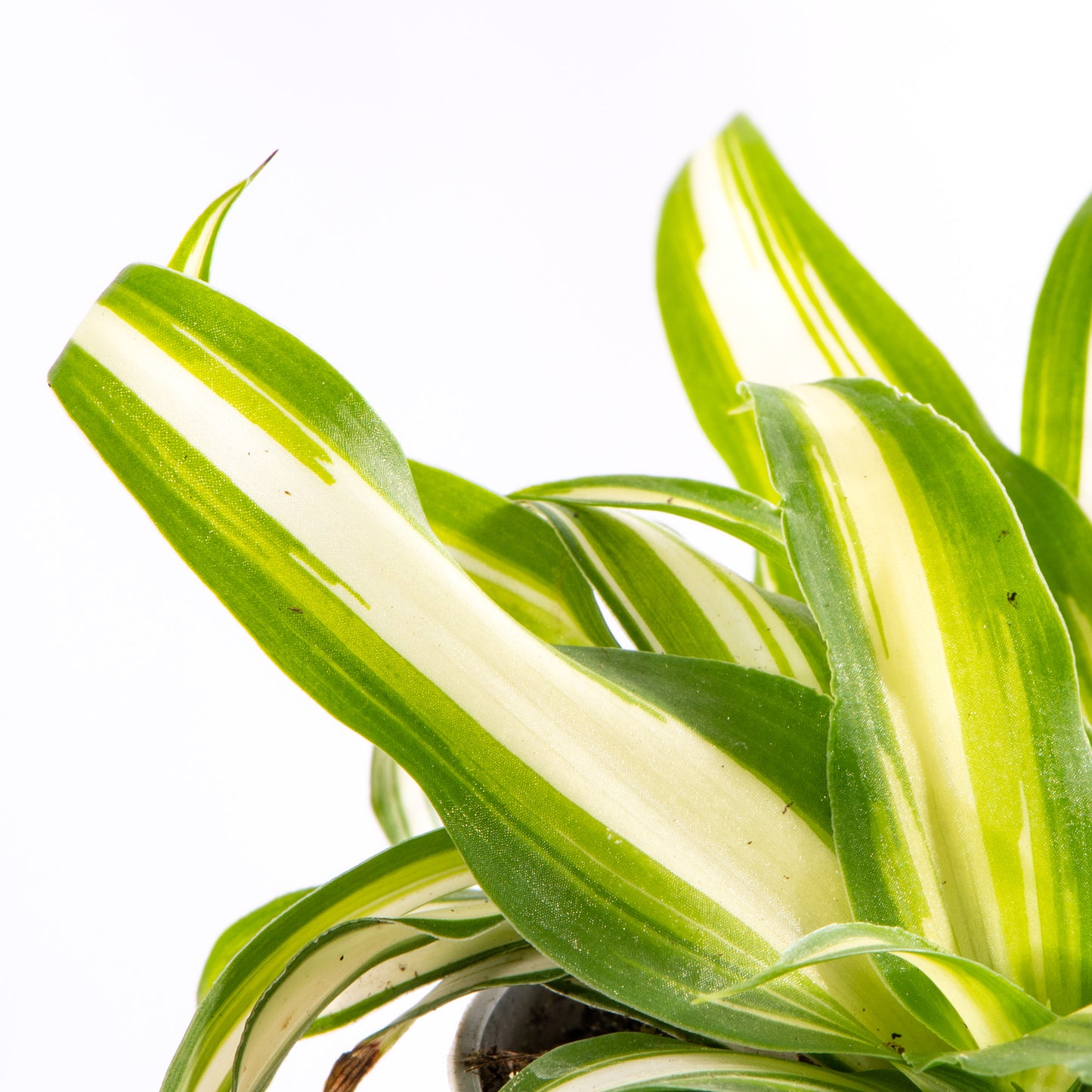 Baby Plants - Chlorophytum Variegatum