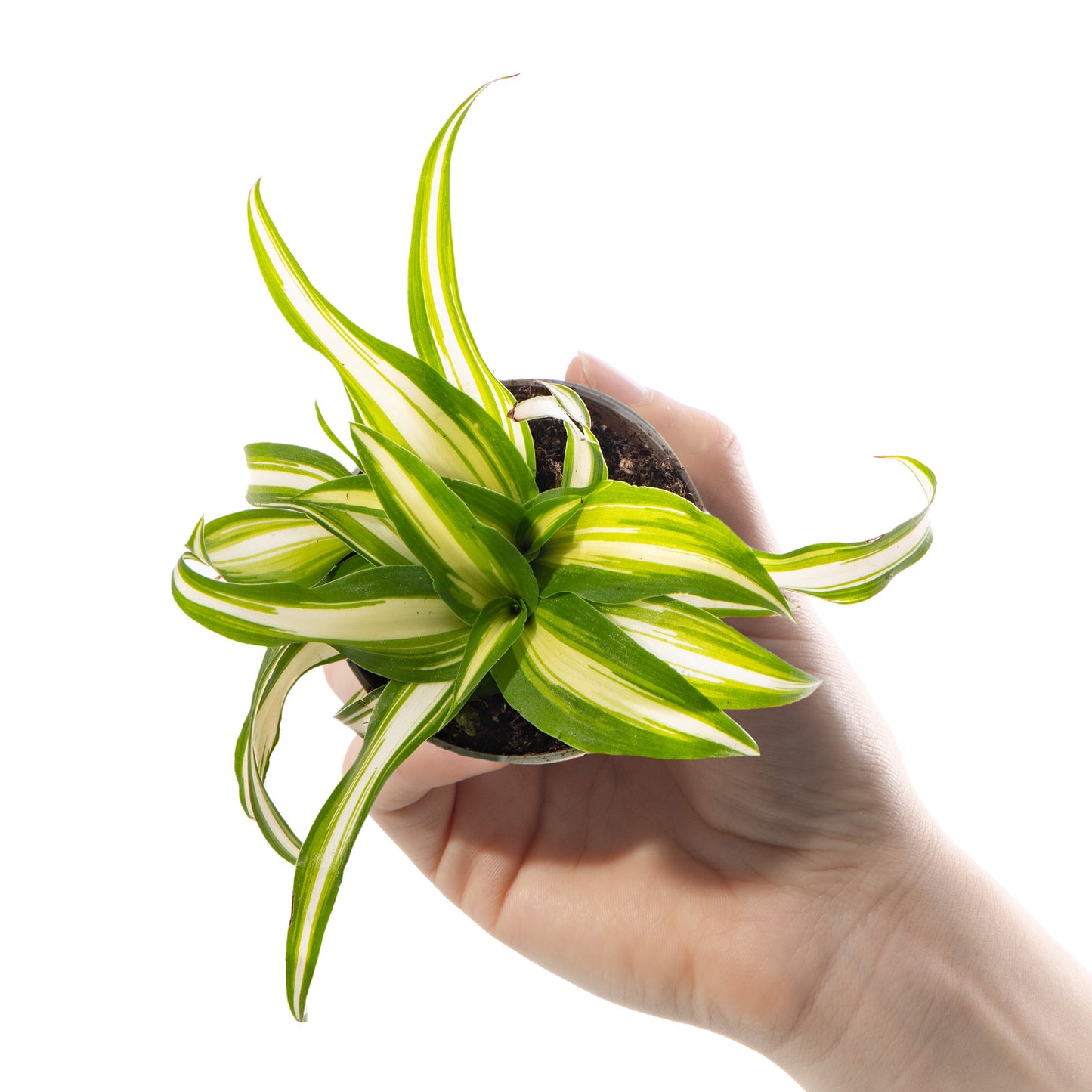Baby Plants - Chlorophytum Variegatum