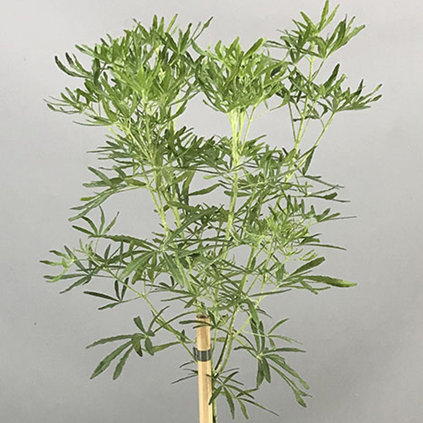 Choisya White Dazzler Patio Tree