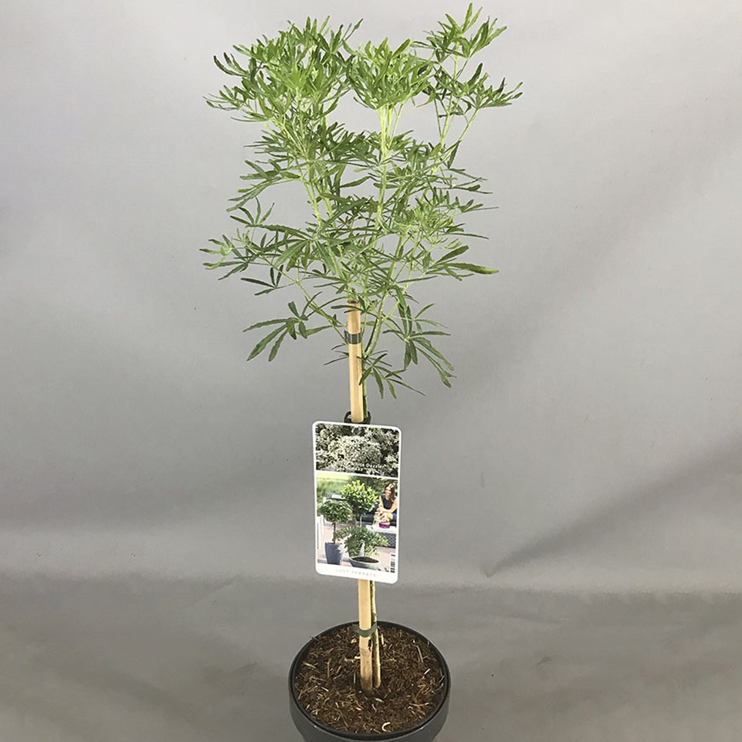 Choisya White Dazzler Patio Tree