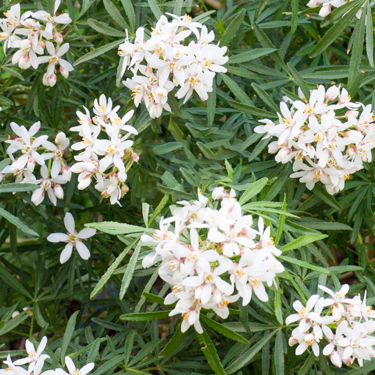 Choisya White Dazzler Patio Tree