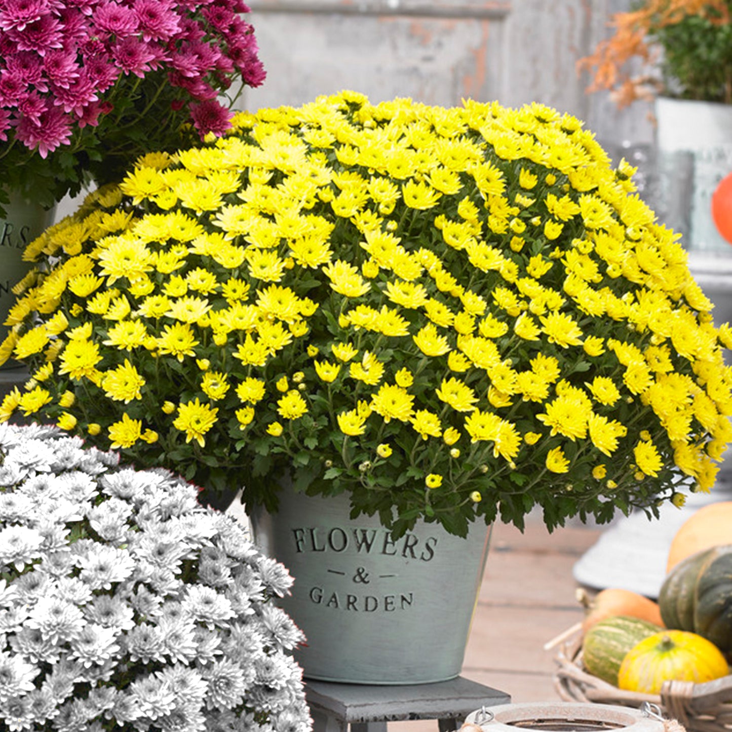 Chrysanthemum (12cm)