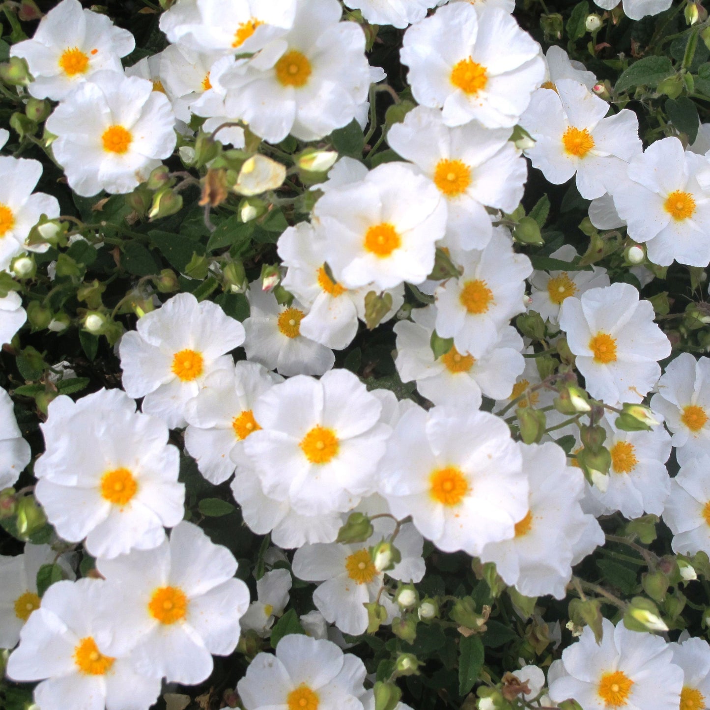 Cistus Corbariensis