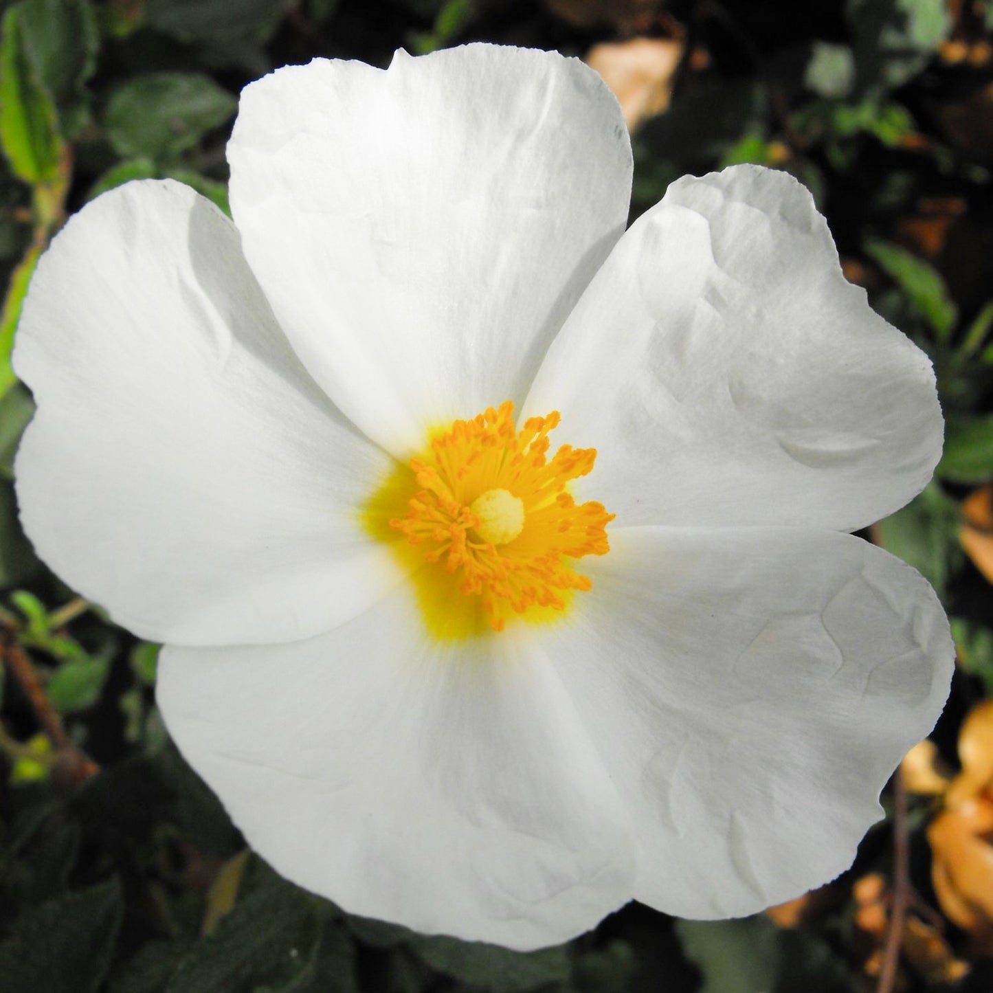 Cistus Corbariensis