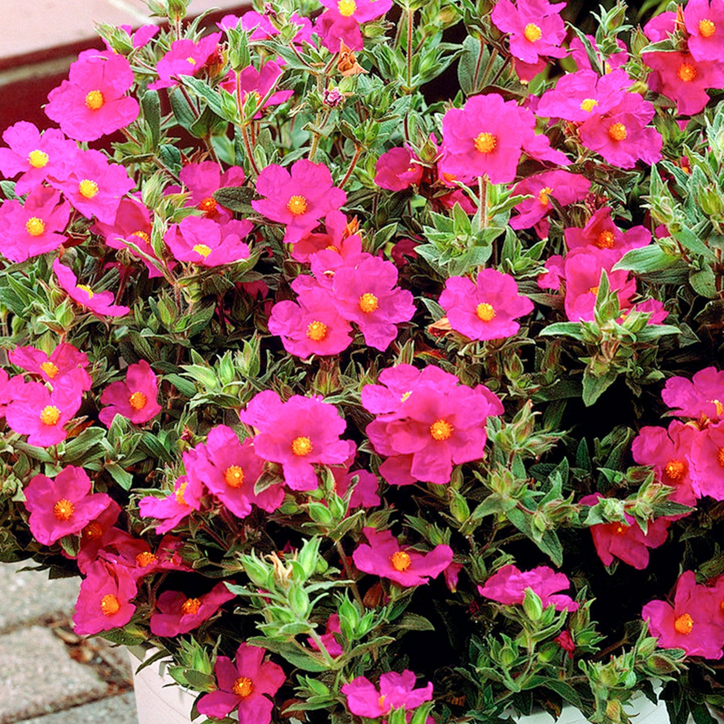 Cistus Creticus