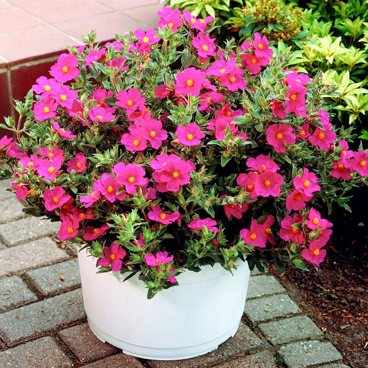 Cistus Creticus