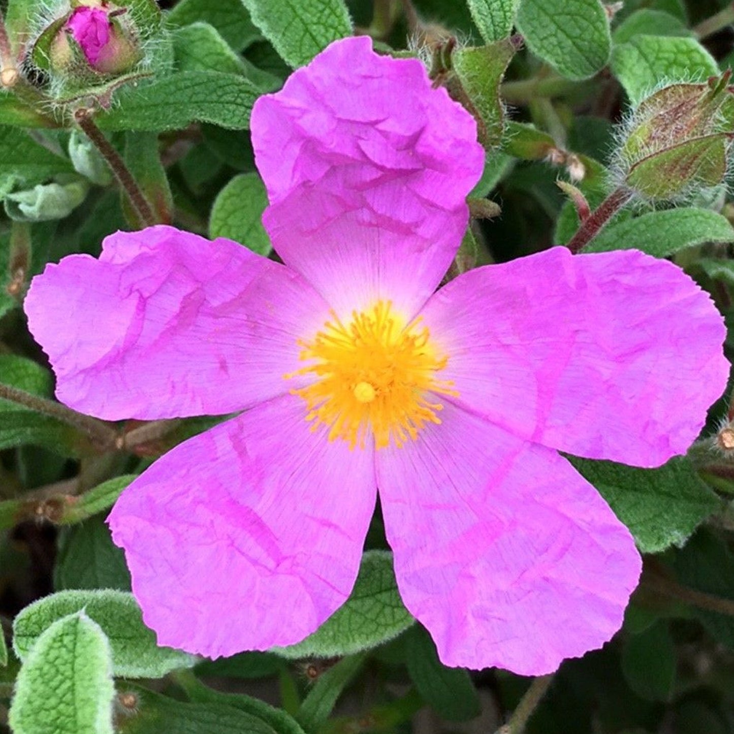 Cistus Creticus