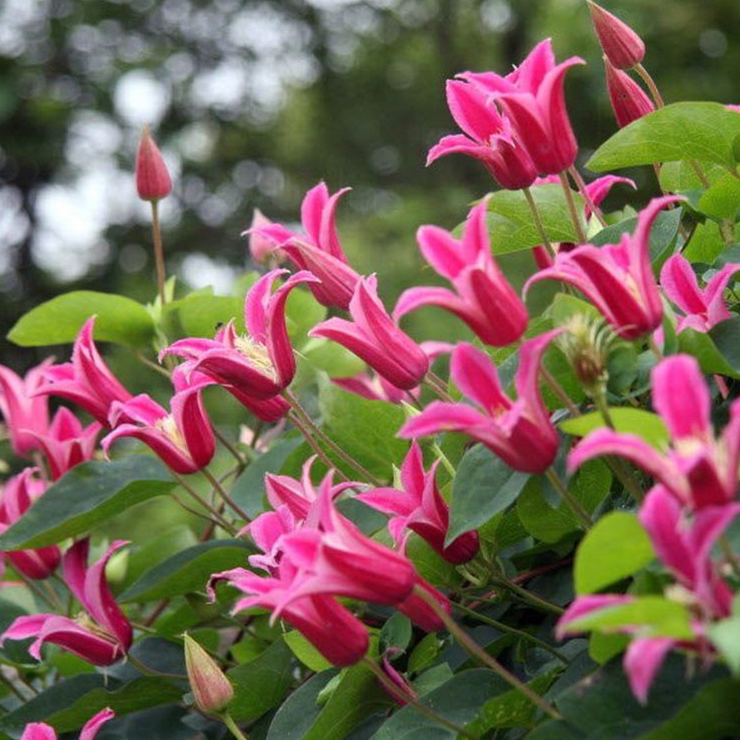 Clematis Princess Diana