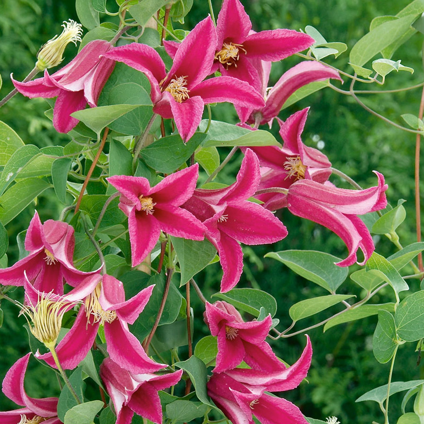 Clematis Princess Diana