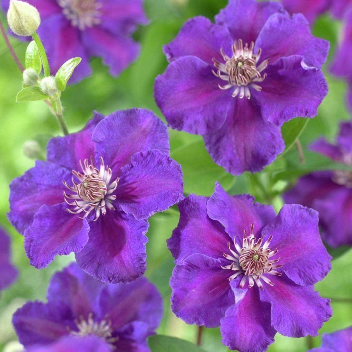 Clematis Ashva