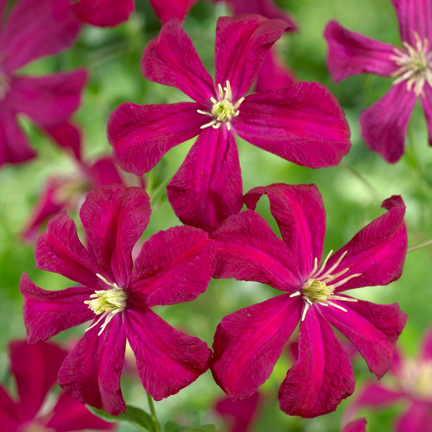 Clematis Madame Julia Correvon