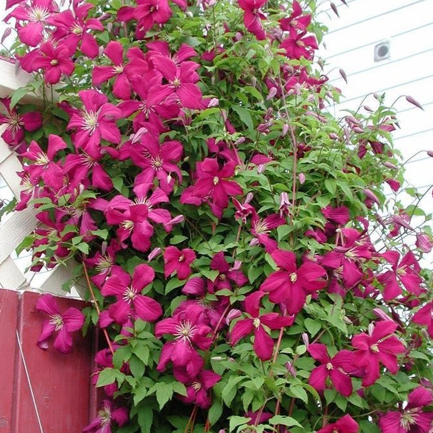 Clematis Rubra