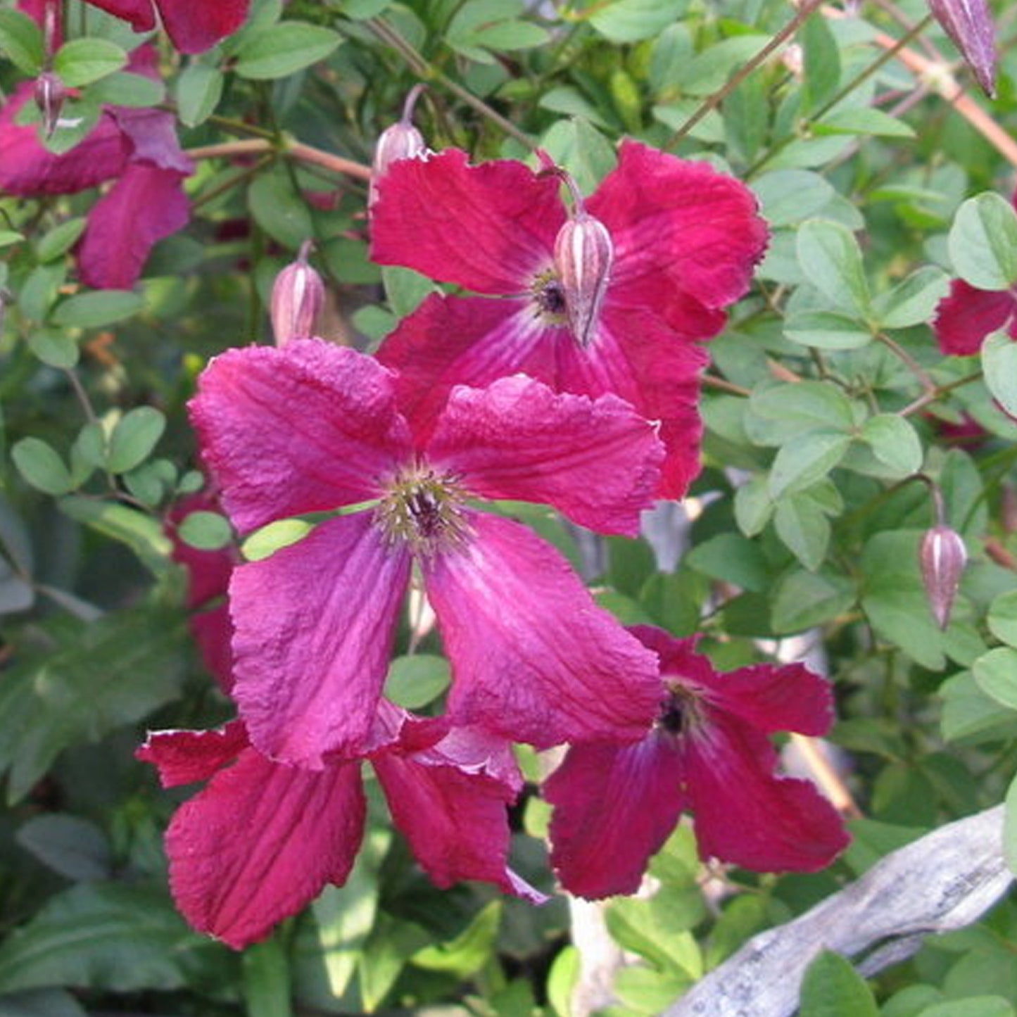 Clematis Rubra