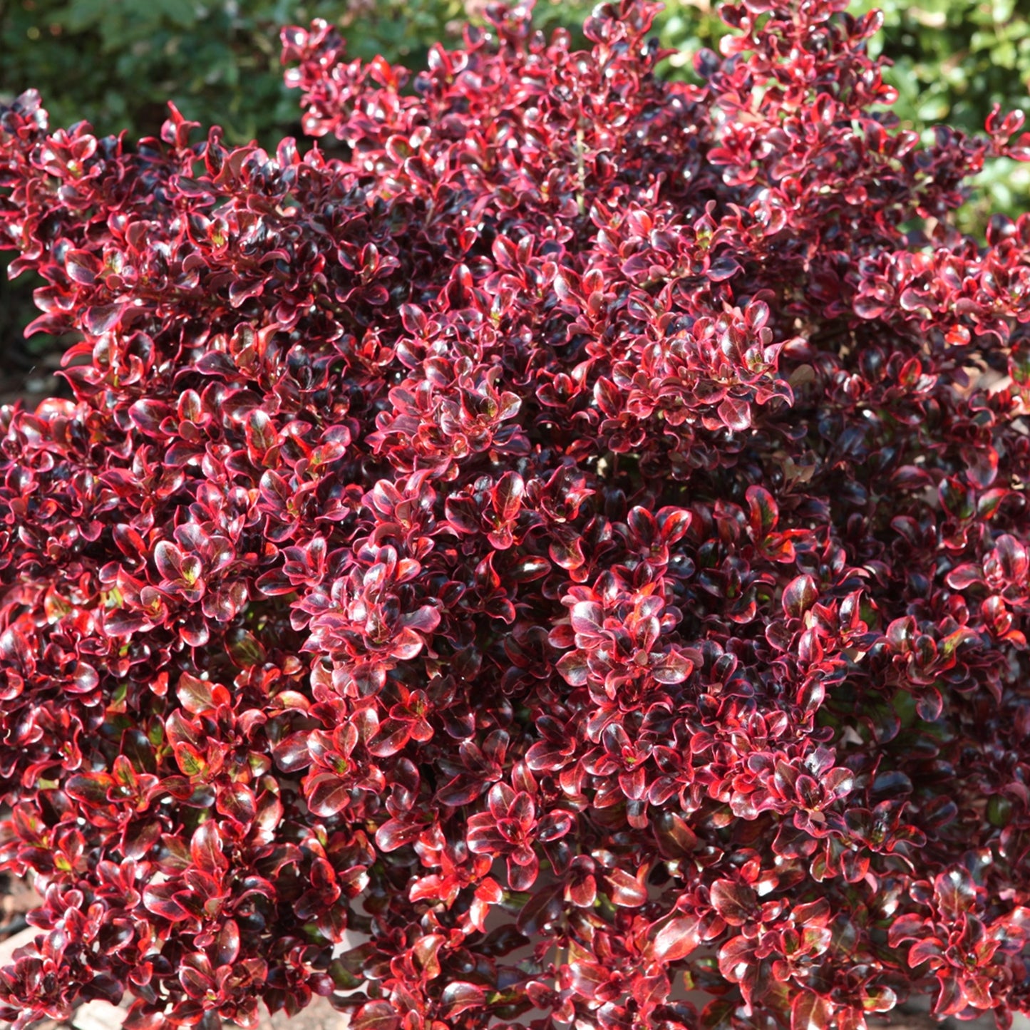 Coprosma Fireburst