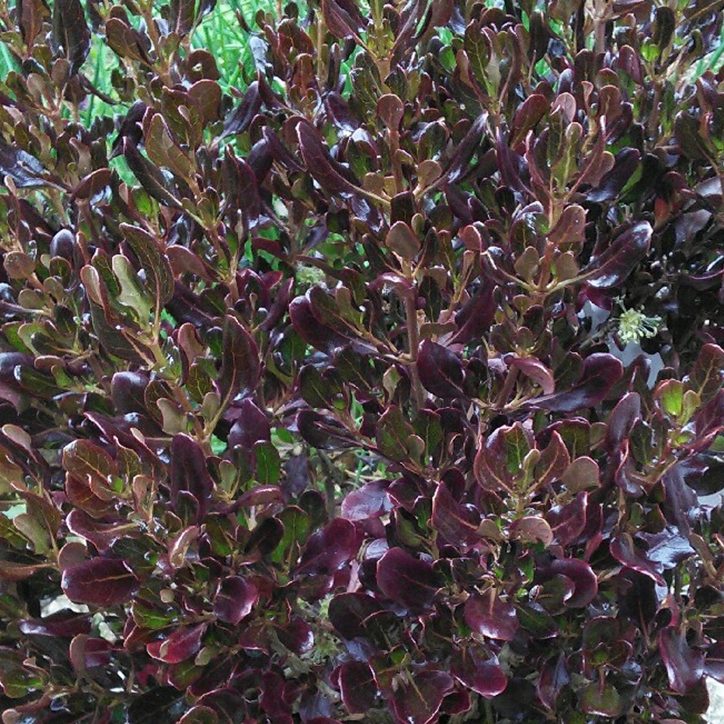 Coprosma Pacific Night