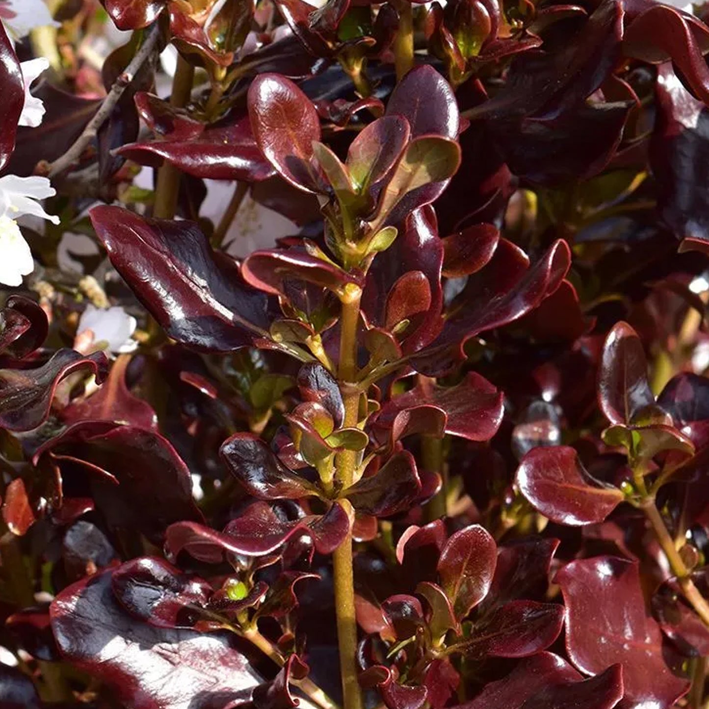 Coprosma Pacific Night
