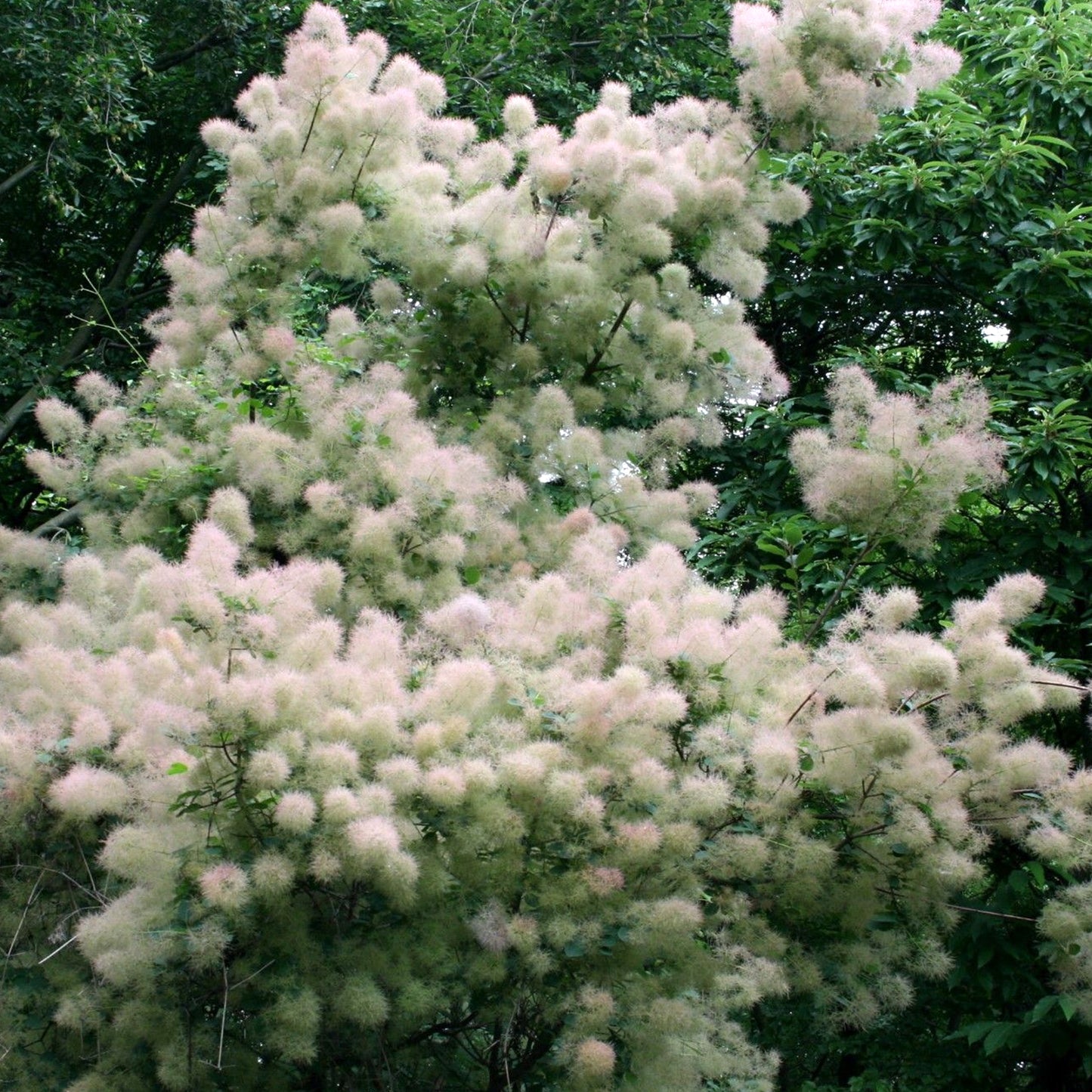 Cotinus Young lady