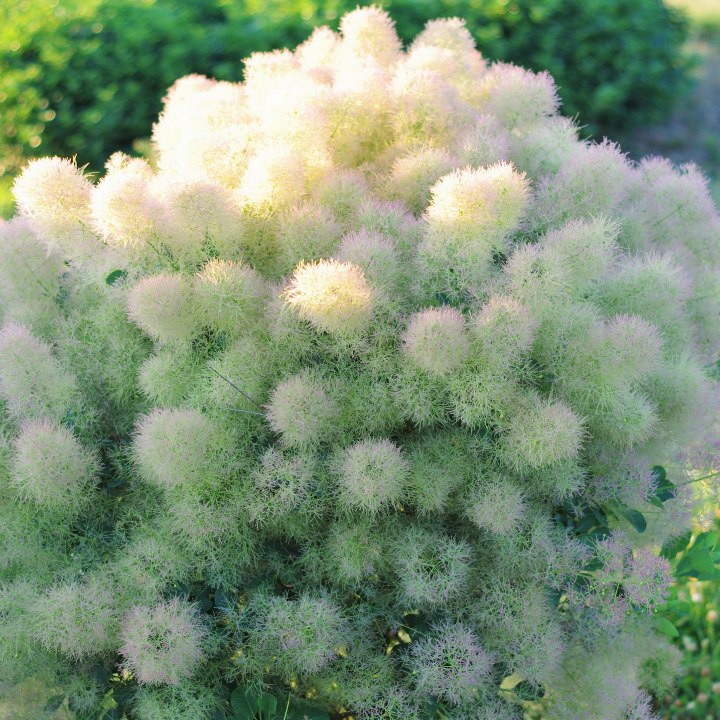 Cotinus Young lady