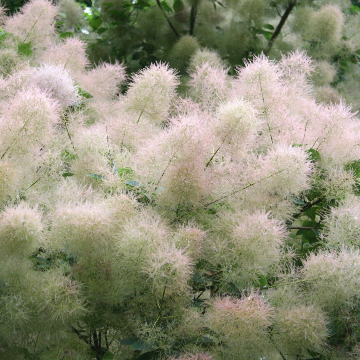 Cotinus Young lady