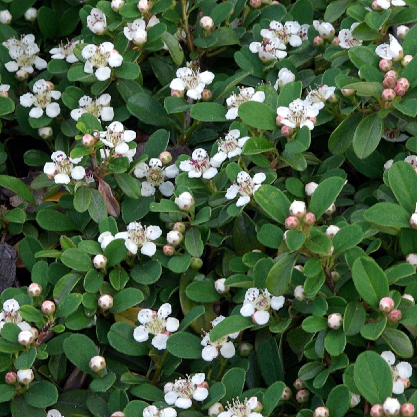 Cotoneaster Queen of Carpets