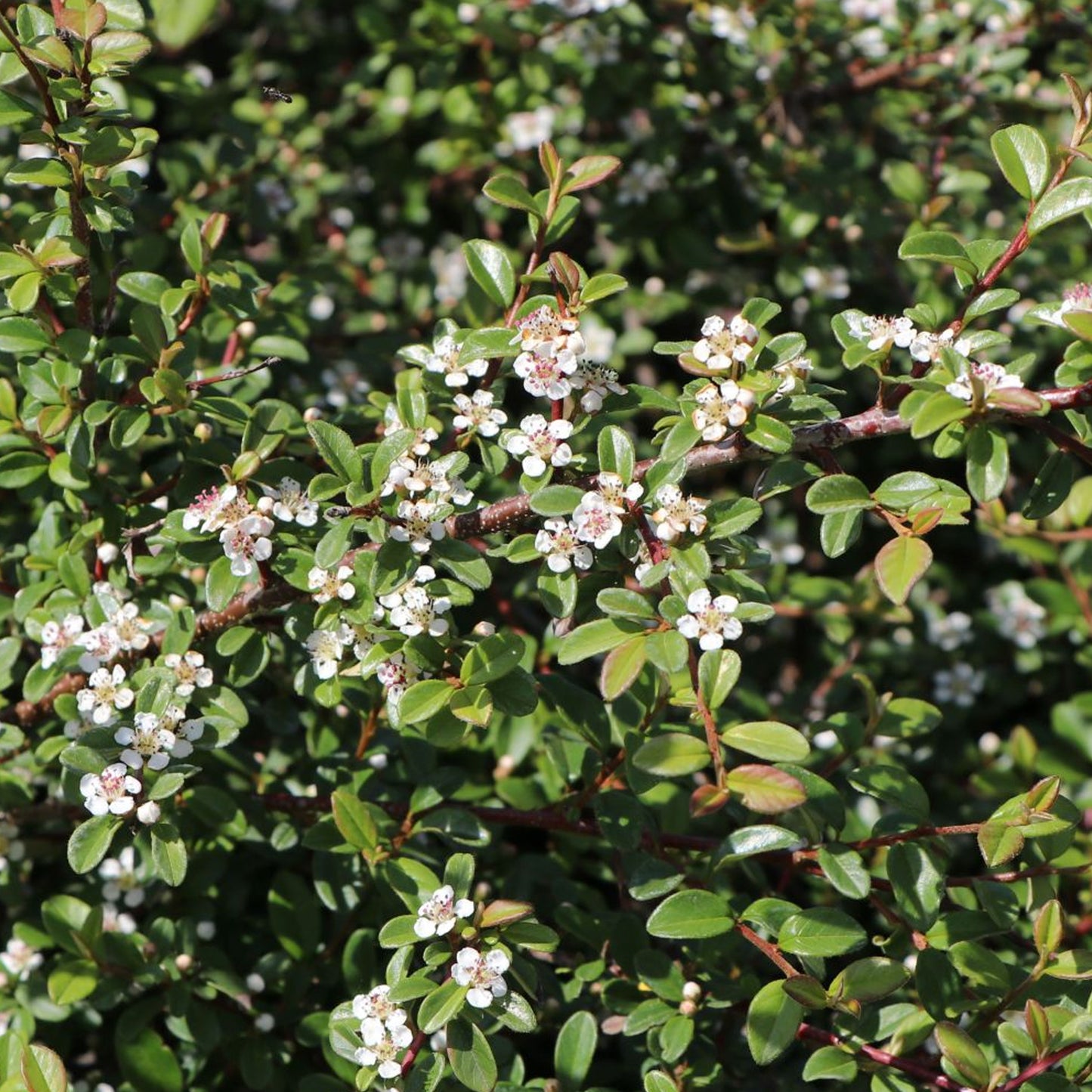 Cotoneaster Queen of Carpets
