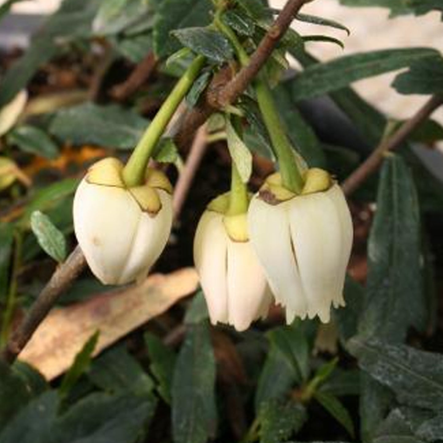 Crinodendron Alf Robbins