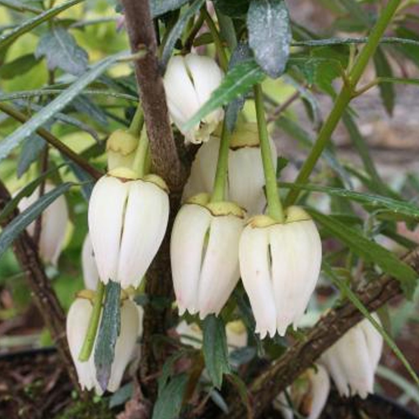 Crinodendron Alf Robbins