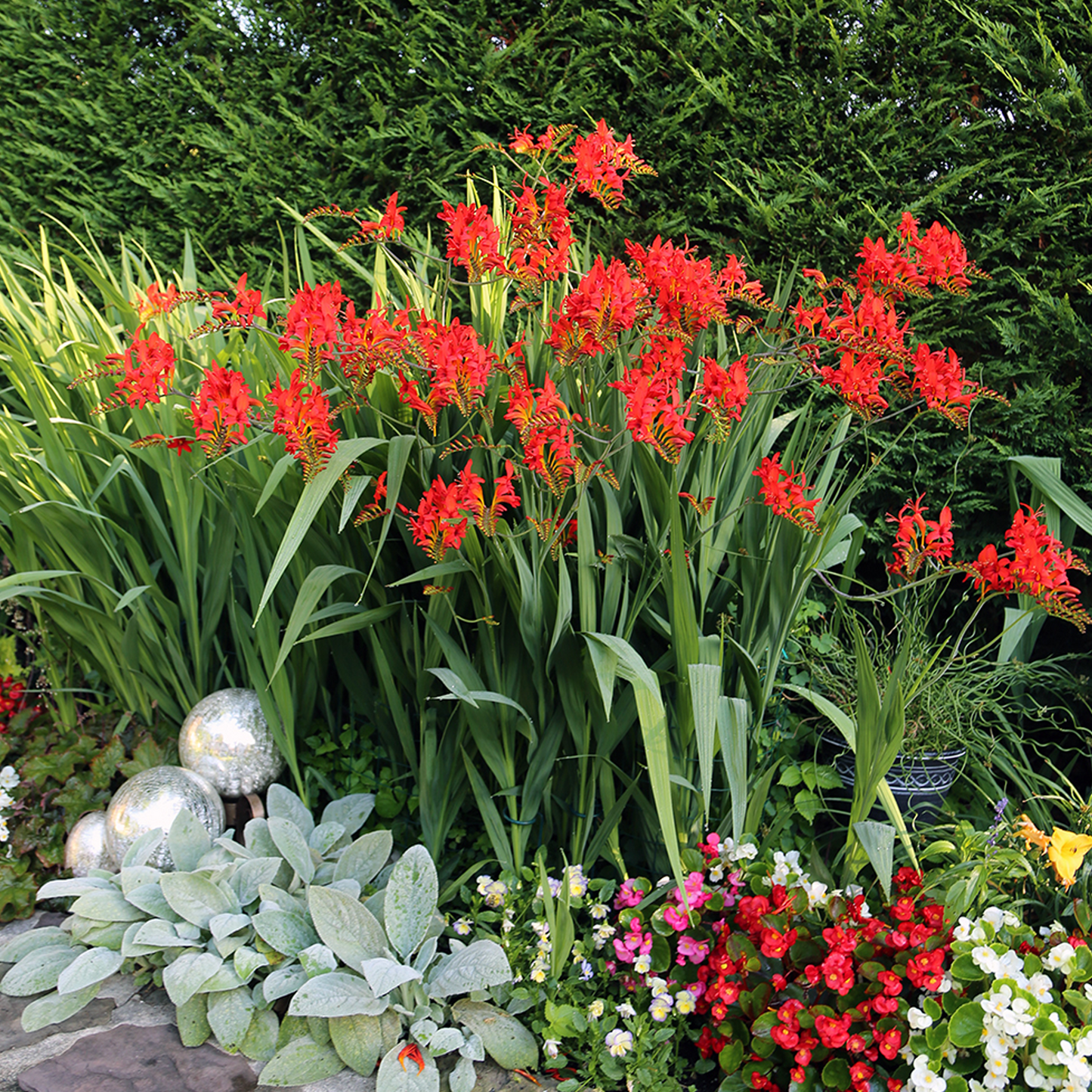 Crocosmia Lucifer