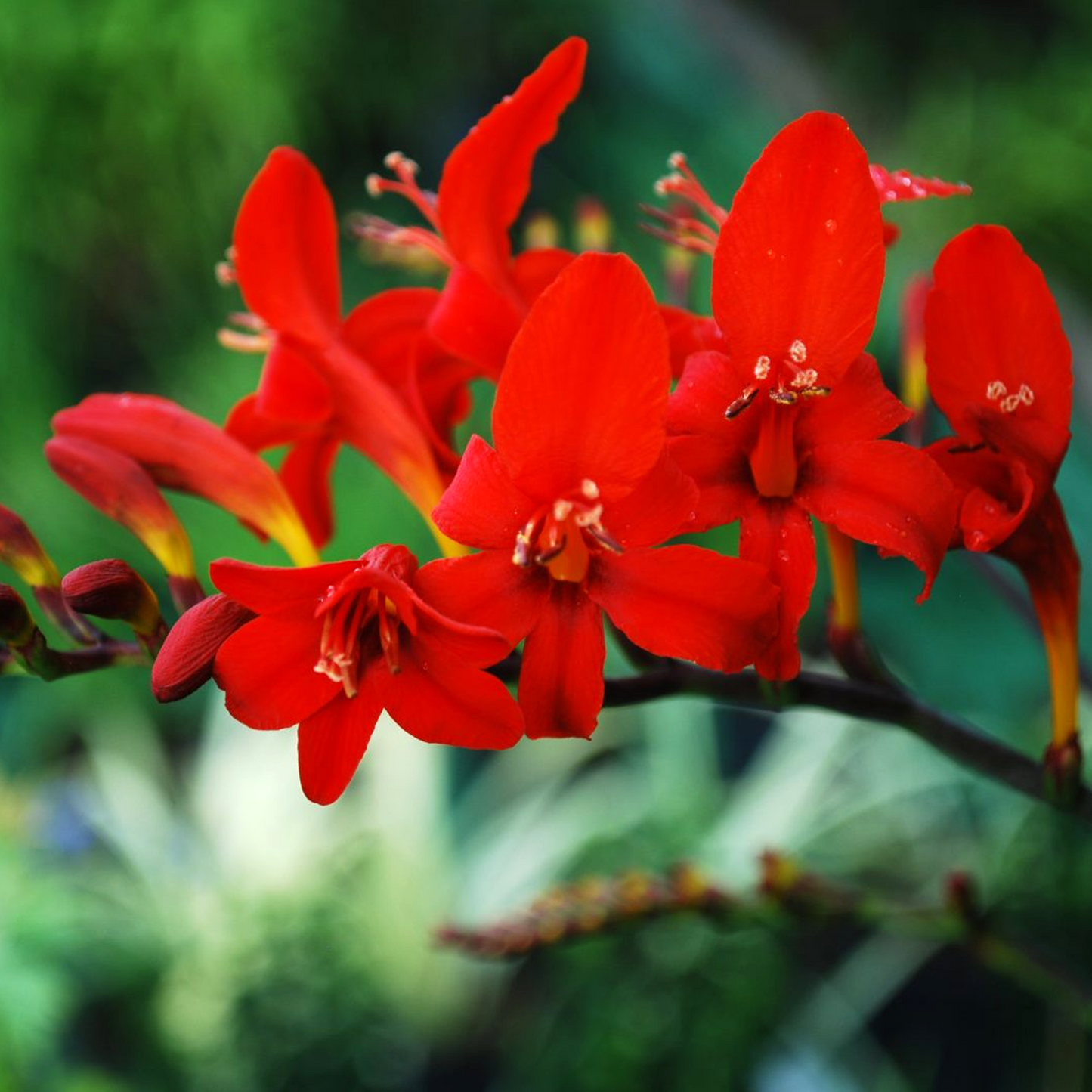 Crocosmia Lucifer