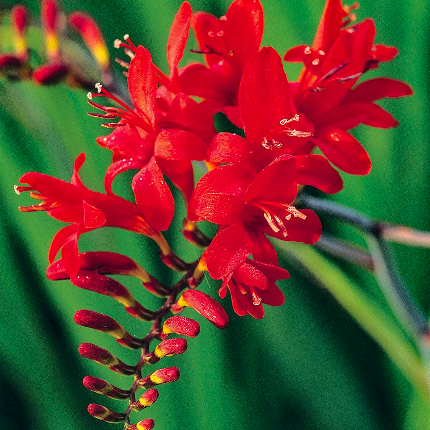 Crocosmia Lucifer