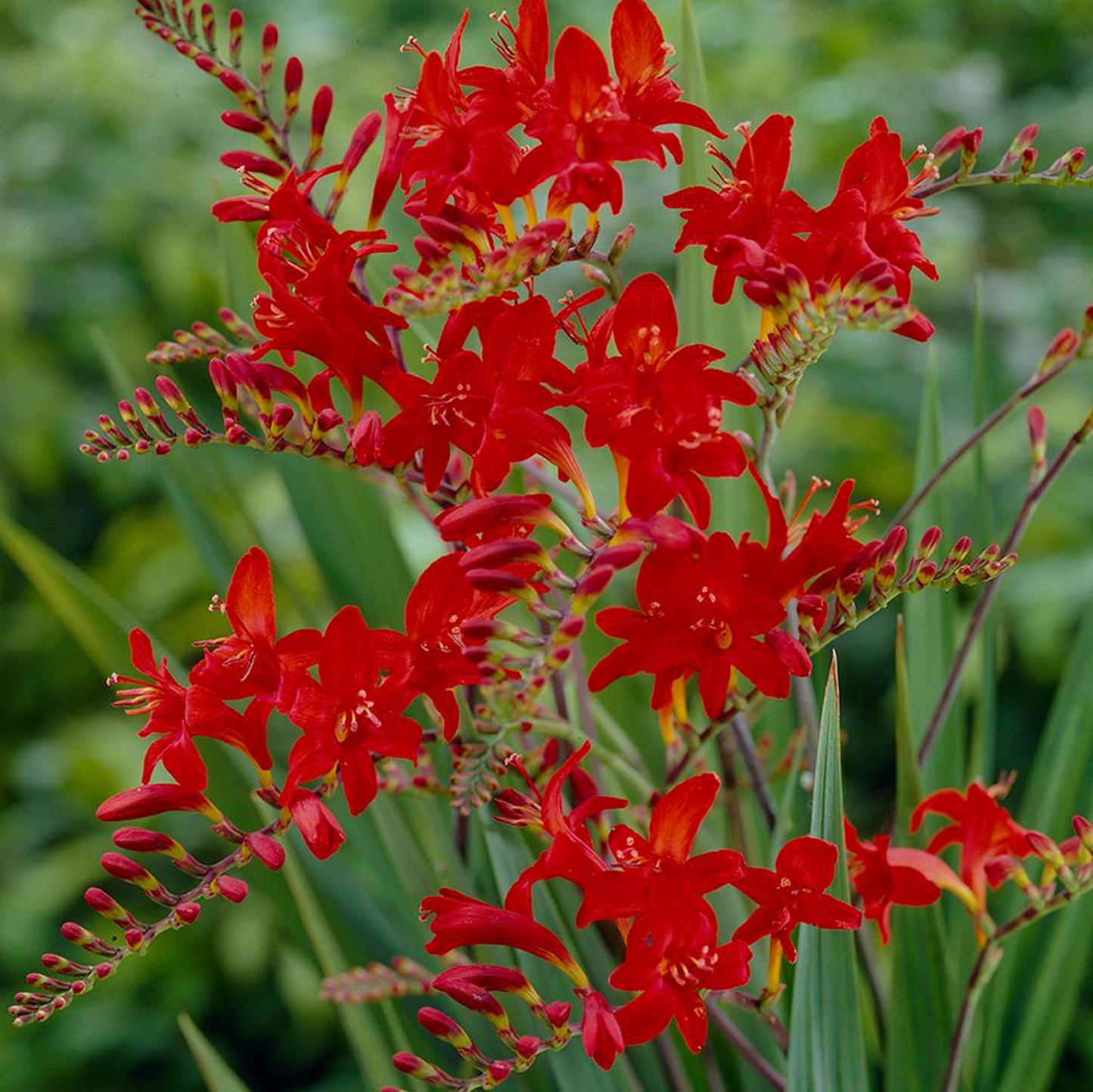 Crocosmia Lucifer