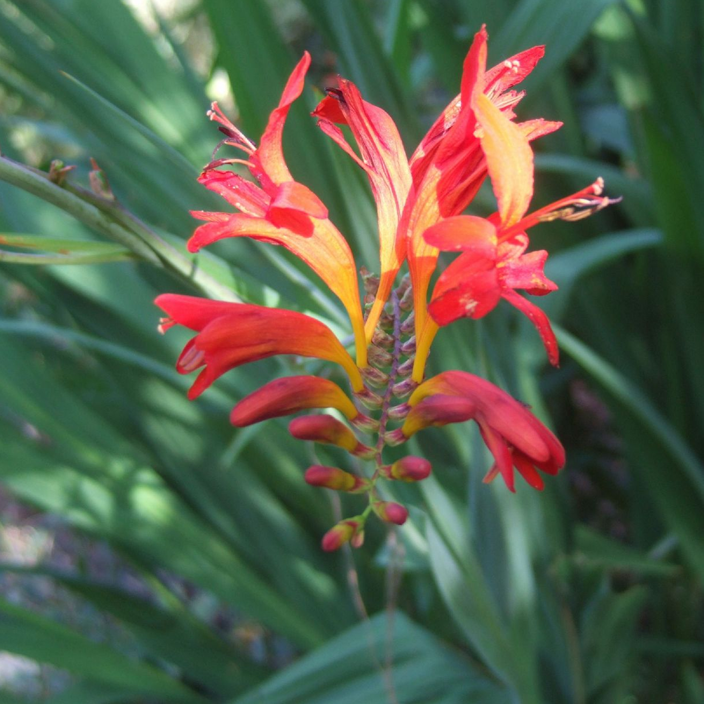 Crocosmia Lucifer