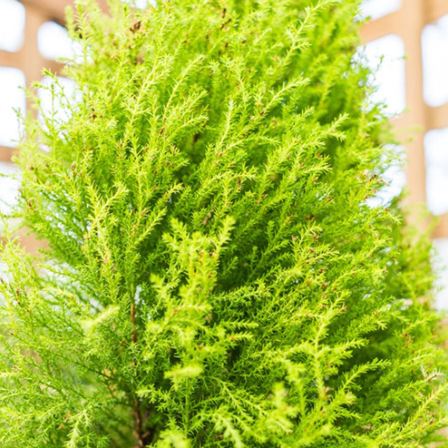 Cupressus Wilma (Pack of 2)