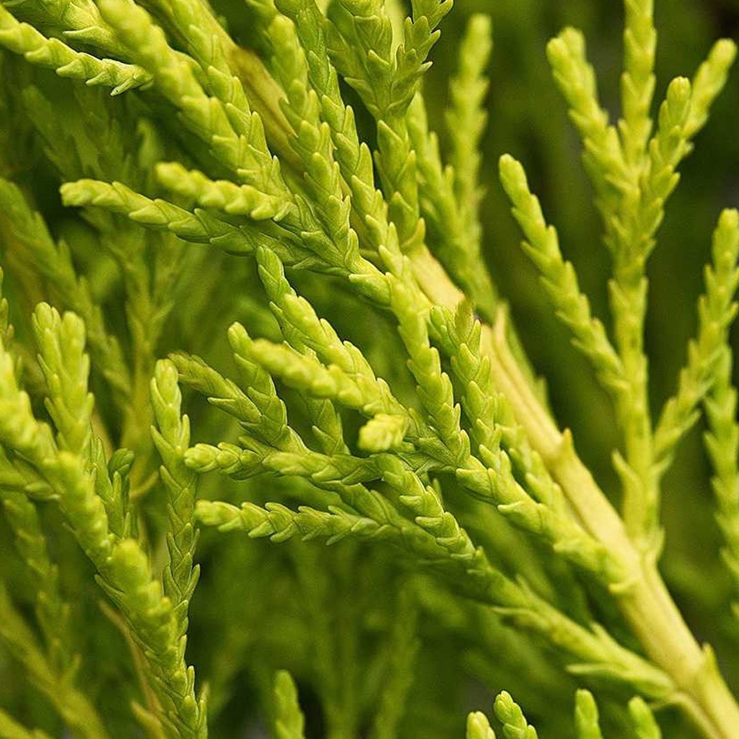 Cupressus Wilma (Pack of 2)