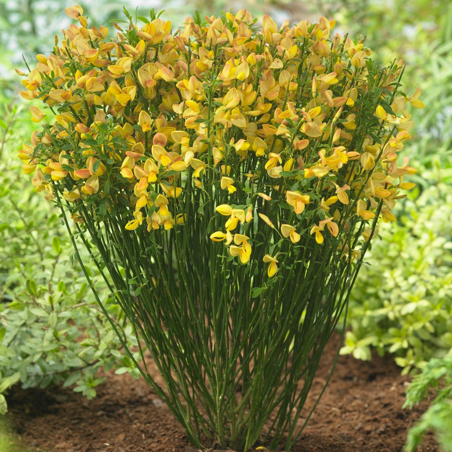 Cytisus Apricot Gem