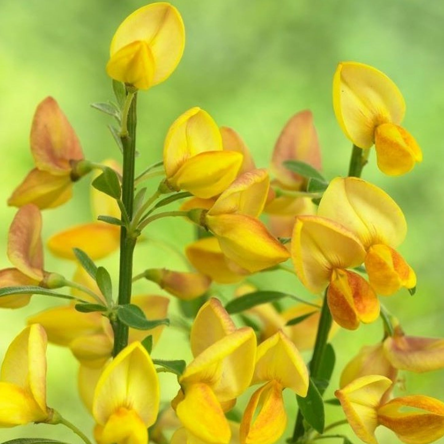 Cytisus Apricot Gem