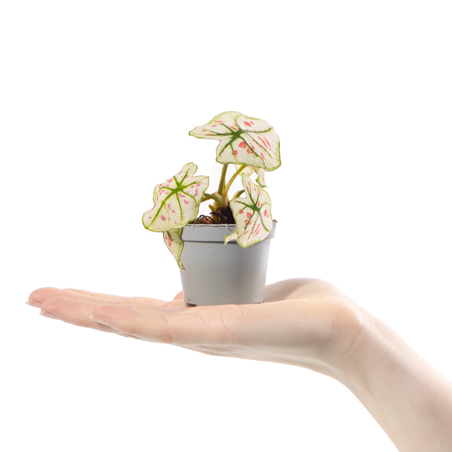 Baby Plants - Caladium Kelly