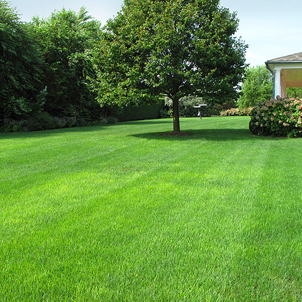 Fine Grass Seed GM (Master)