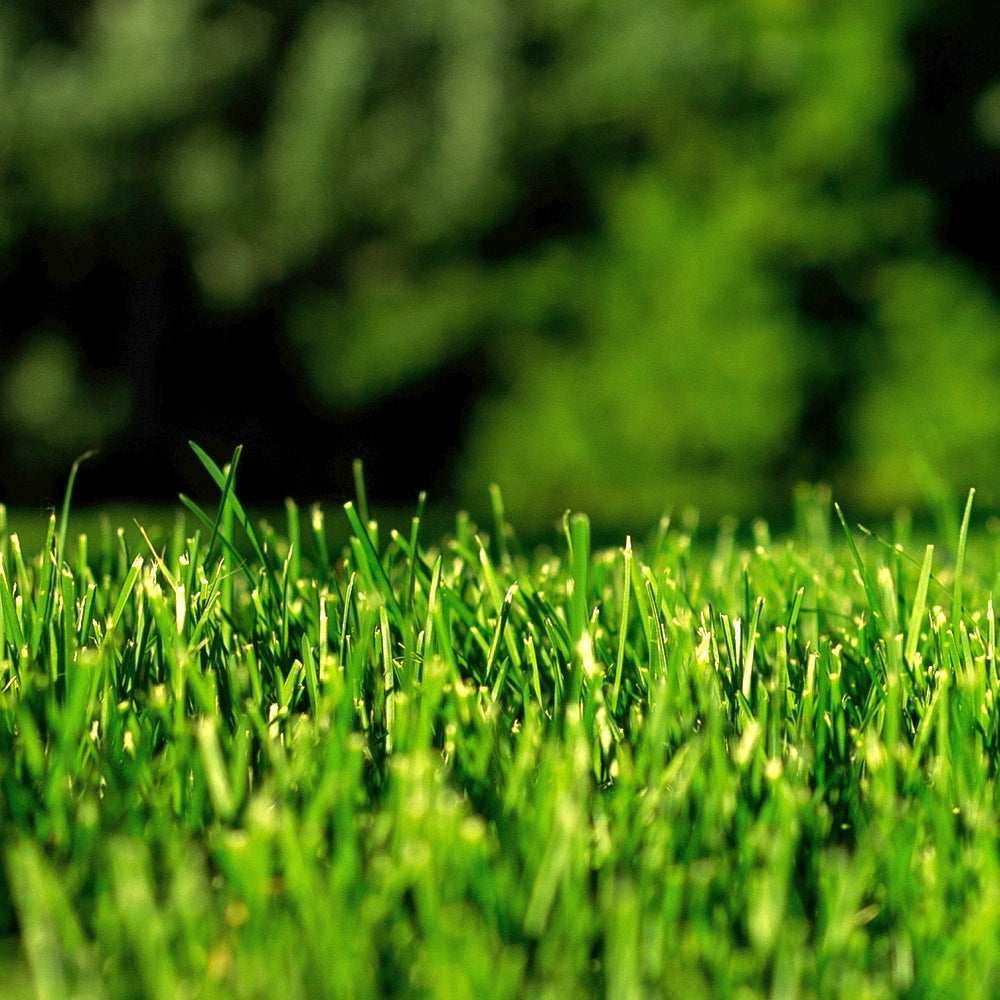 Fine Grass Seed GM (Master)
