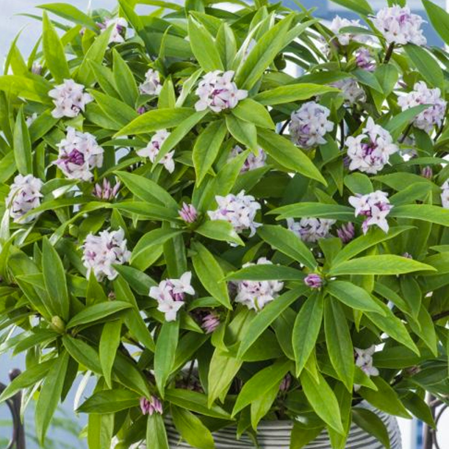 Daphne Perfume Princess