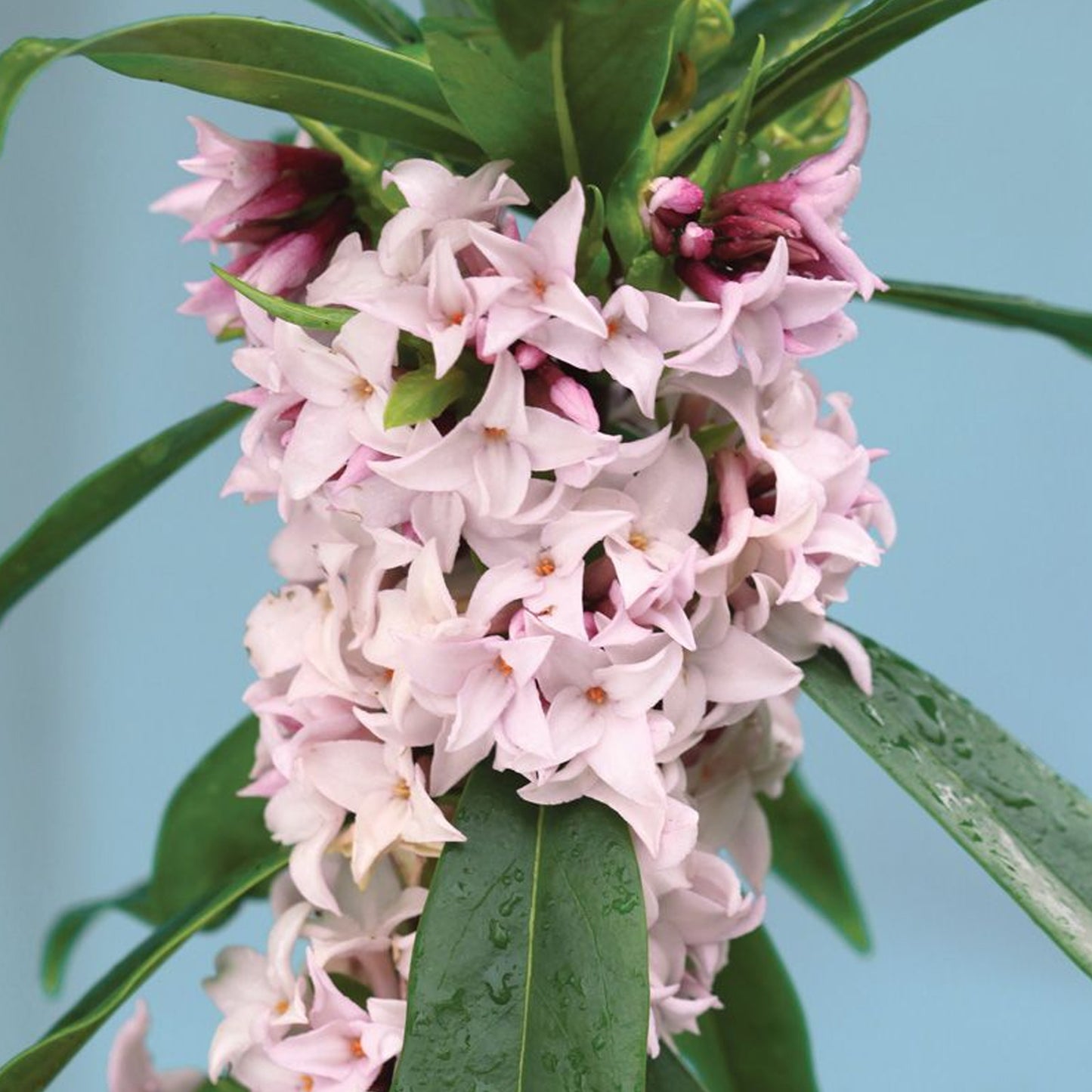 Daphne Perfume Princess