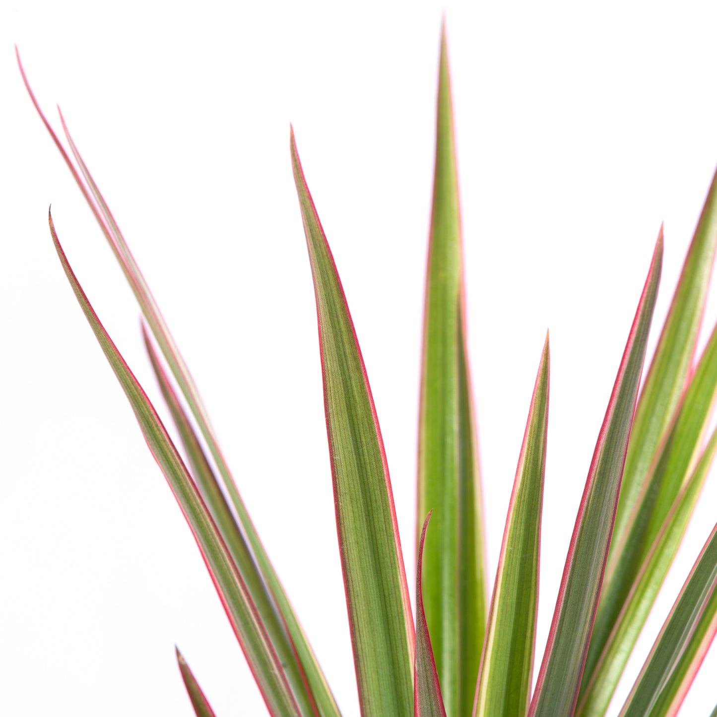 Baby Plants - Dracaena Bicolor