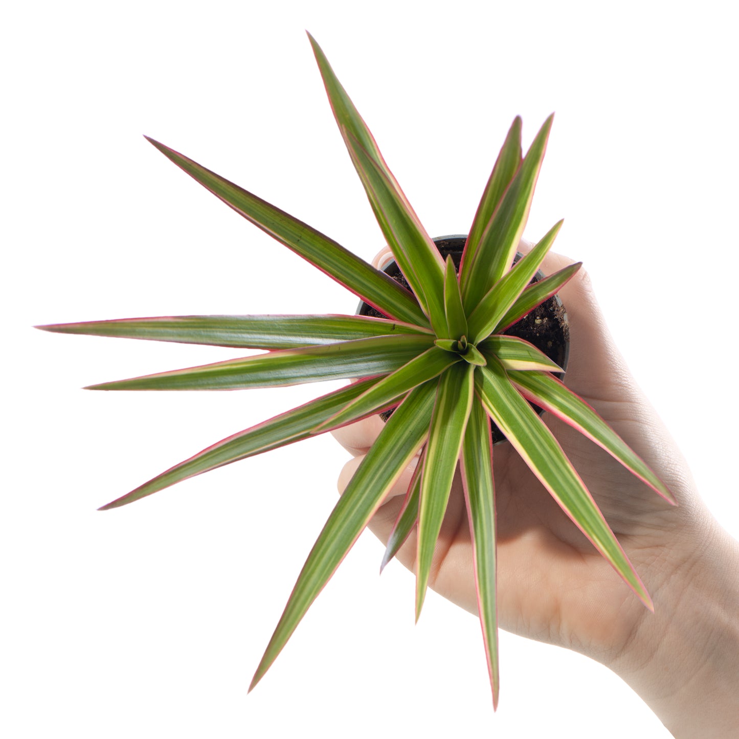 Baby Plants - Dracaena Bicolor