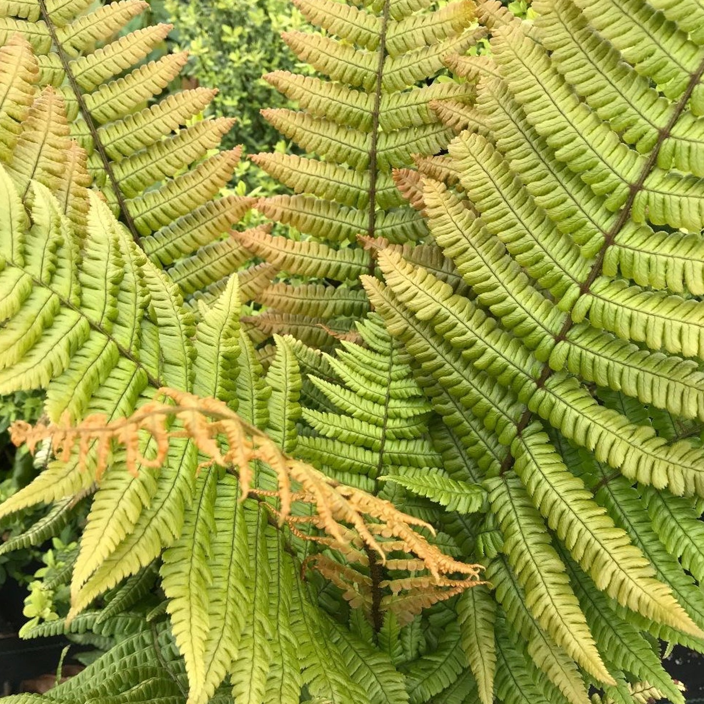 Dryopteris Jurassic Gold
