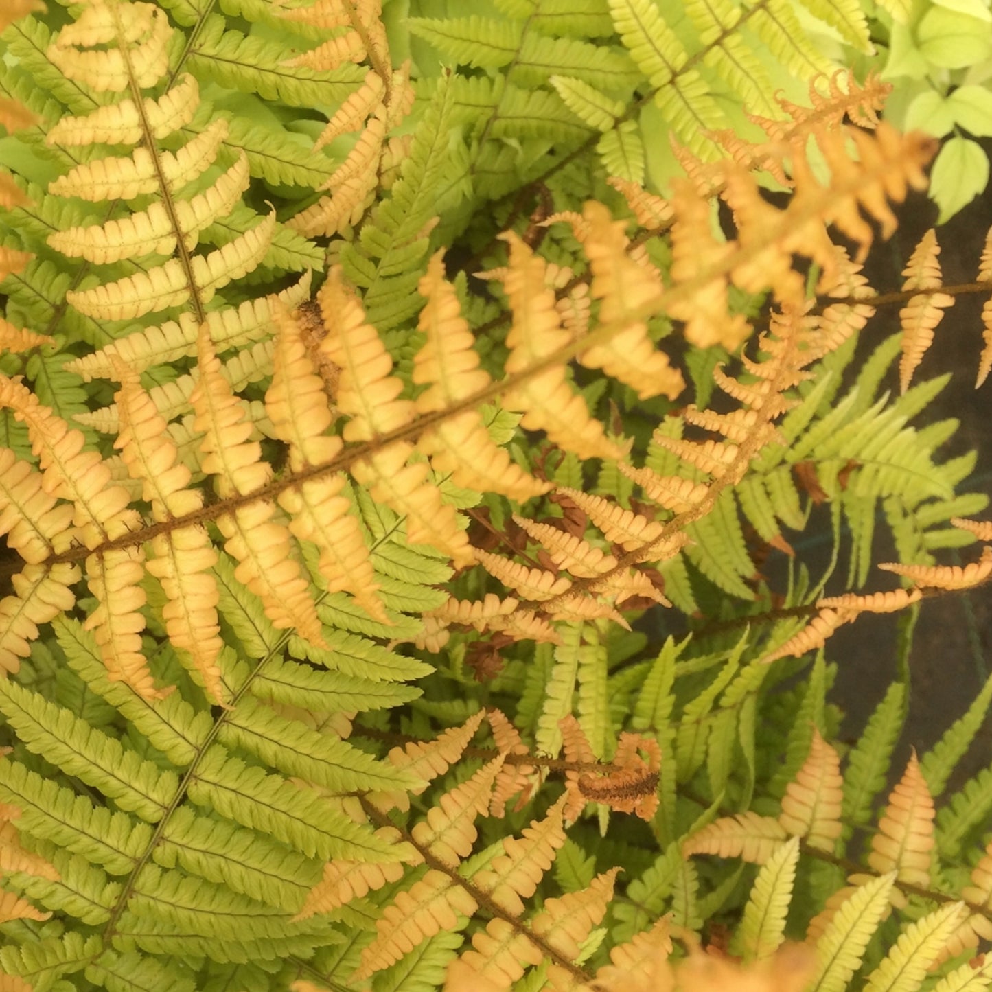 Dryopteris Jurassic Gold